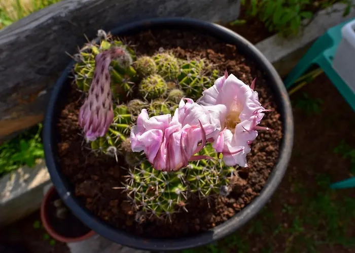 Nena Apartament Sukošan