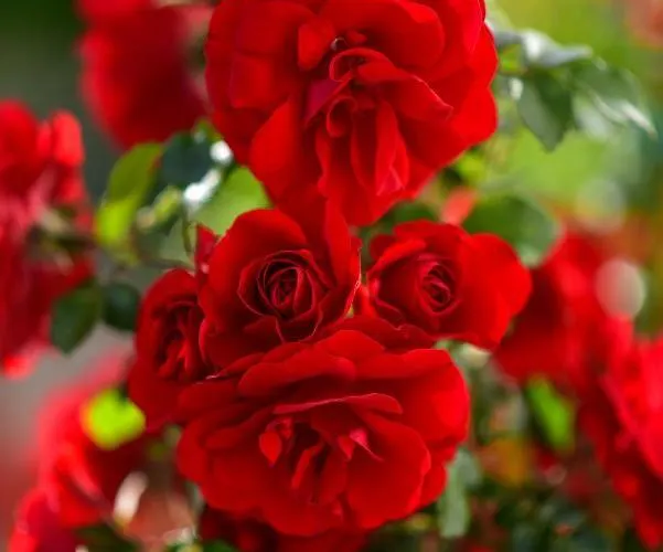 Nena Apartament Sukošan